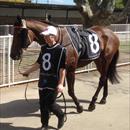 Olivia with Halin Diamonds at Warwick Farm races Olivia with Halin Diamonds at Warwick Farm races
